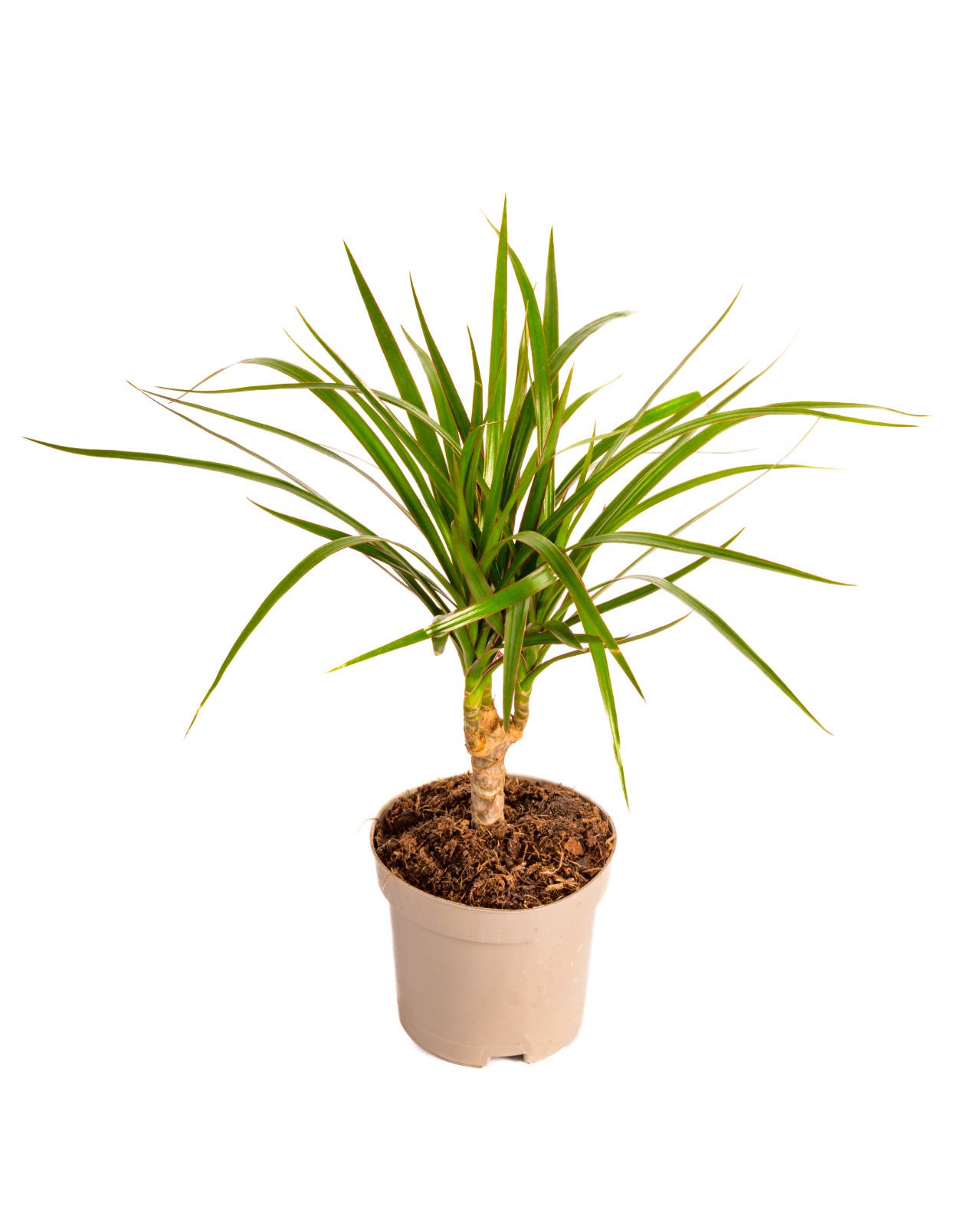 Buy Dracaena Marginata Single Stem Ht 35 Cm Online on Qetaat.com